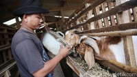 Nanto menjelaskan bisnis kambing hias biasanya dilihat dari spesifikasi kambing yang unik. Adapun spesifikasi yang menjadi pertimbangan dan mampu mempengaruhi harga jual biasanya dilihat dari bentuk telinga, tanduk, mulut, hidung, panjang badan, dan lain sebagainya.