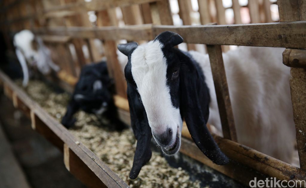 Beternak kambing hias bisa jadi pilihan usaha yang menjanjikan. Seperti peternak di Lampung Tengah ini yang mampu raup cuan puluhan juta dari kambing hias.