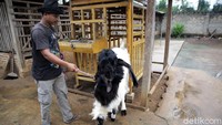 Ia pun menyebut bisnis dari kambing hias cukup menjanjikan baginya. Terlebih, tidak ada musim khusus untuk kambing hias, tak seperti kambing pedaging yang biasanya hanya ramai menjelang atau saat musim kurban. Nanto pun mengaku sudah merasakan sendiri keuntungan dari bisnis ini. Ia mencontohkan, kambing hias andalan miliknya dulu dibeli dengan harga Rp 20 juta saja. Kini, kambing tersebut sudah banyak ditawar oleh peminat mulai dari Rp 35 juta.