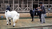 Meski terbilang menjanjikan, Nanto pun mengaku perawatan untuk ternak kambing hias cukup ekstra. Selain diberi makan dan minum layaknya kambing biasa, kambing hias juga membutuhkan vitamin serta perawatan tubuh, mulai dari waktu mandi hingga perawatan kuku dan tanduk. Namun, berkat ketekunannya Nanto kini bisa meraup keuntungan dalam satu bulan mencapai Rp 25 juta. Menurutnya, angka ini pun bisa terus naik seiring dengan jumlah kambing yang dijual.
