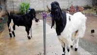 Sementara itu, Nanto pun mengaku bisnisnya terbantu oleh KUR dari BRI yang membuatnya bisa terus mengembangkan usaha kambing hias ini. Tak hanya berhasil memperluas kandang ternak, ia juga bisa membeli mobil dari penjualan kambing dan bantuan KUR yang kini dipergunakannya untuk operasional penjualan. Ia pun berharap, bisnis kambing hias di Lampung Tengah bisa terus meningkat. Sehingga, nantinya kambing jenis PE dengan spesifikasi kontes yang unik bentuk dan menarik harganya ini bisa semakin dikenal oleh masyarakat. Serta dapat bantu meningkatkan perekonomian warga di Lampung Tengah.