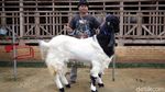 Mantap! Pria Ini Raup Cuan Puluhan Juta dari Kambing Hias