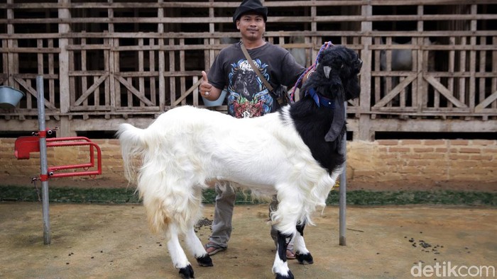 Beternak kambing hias bisa jadi pilihan usaha yang menjanjikan. Seperti peternak di Lampung Tengah ini yang mampu raup cuan puluhan juta dari kambing hias.