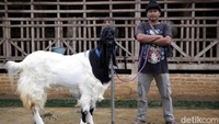 Makin unik makin menarik, hal inilah yang menjadi daya tarik dari kambing hias jenis PE atau Peranakan Etawa. Tak hanya dicintai berbagai kalangan karena keunikan tampilannya saja, kambing yang juga dikenal dengan sebutan kambing kontes ini seringkali jadi incaran karena bisa menghasilkan cuan yang menjanjikan.
