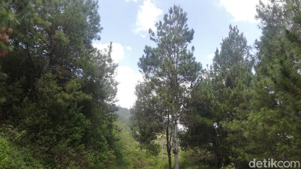 Semilir angin dan suasana di lokasi itu cukup menyejukan dan menenangkan. Maka tidak heran Cekdam Cimarias banyak dikunjungi oleh warga lokal di waktu hari-hari libur. Semilir angin dan suasana di lokasi itu cukup menyejukan dan menenangkan. Maka tidak heran Cekdam Cimarias banyak dikunjungi oleh warga lokal di waktu hari-hari libur.
