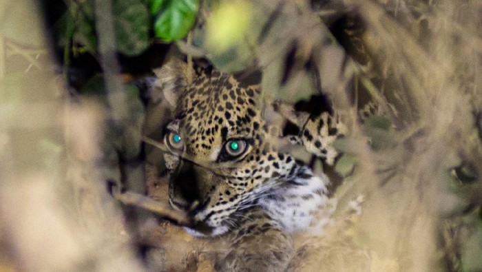 Momen Macan Tutul Jawa tampak di Alas Purwo Banyuwangi