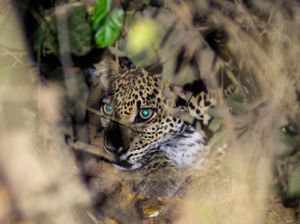 Momen Macan Tutul Jawa Tampak di Alas Purwo Banyuwangi, Ada 26 Ekor