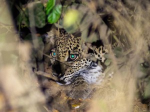 Momen Macan Tutul Jawa Tampak di Alas Purwo Banyuwangi, Ada 26 Ekor