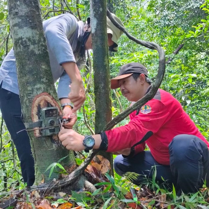Pasang 106 Camera Trap, TN Meru Betiri Fokus Identifikasi Populasi Macan Tutul