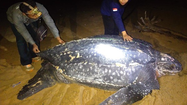 Ini Lho Penyu Belimbing, Penyu Terbesar di Dunia Muncul di Kalbar