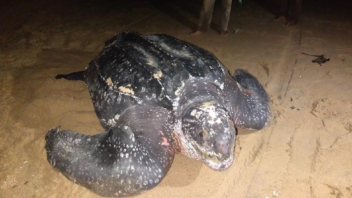 Penyu belimbing muncul di Kalimantan Barat (Dok. KKP) Penyu belimbing muncul di Kalimantan Barat (Dok. KKP)