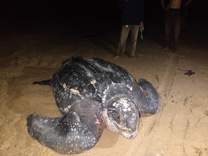 Super-langka! Penyu Terbesar di Dunia Muncul di Kalbar