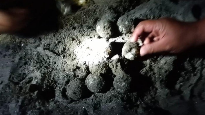 Telur penyu