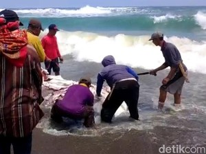 Warga Konsumsi Hiu Paus Terdampar di Cianjur, KKP Tidak Ingin Terulang