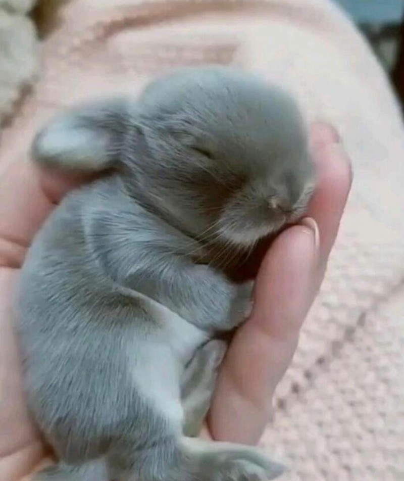 Bayi hewan yang menggemaskan