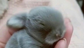 Pernah lihat bayi kelinci? Foto: imgur.com via Bored Panda