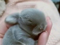 Tahan Senyum! 15 Foto Bayi Hewan yang Menggemaskan