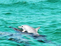 Tahan Senyum! 15 Foto Bayi Hewan yang Menggemaskan