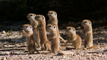 Rombongan bayi Meerkat yang sangat menggemaskan. Foto: stifffits via Bored Panda
