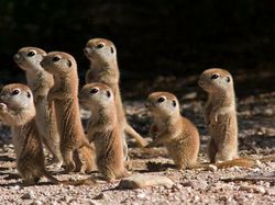 Tahan Senyum! 15 Foto Bayi Hewan yang Menggemaskan