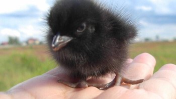 Burung gagak saat bayi. Foto: JamesBonfan via Bored Panda