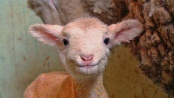 Seberapa imut bayi domba yang sedang tersenyum ini? Foto: kem7 via Bored Panda