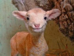 Tahan Senyum! 15 Foto Bayi Hewan yang Menggemaskan