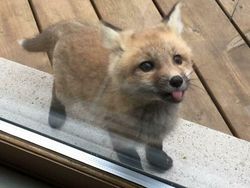 Tahan Senyum! 15 Foto Bayi Hewan yang Menggemaskan