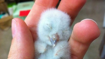 Bayi burung hantu yang sangat menggemaskan! Foto: Yayknee via Bored Panda