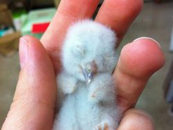 Tahan Senyum! 15 Foto Bayi Hewan yang Menggemaskan