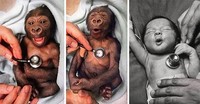 Bayi hewan yang menggemaskan