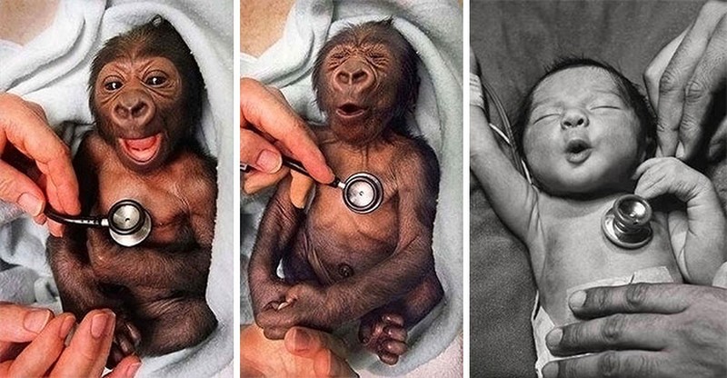 Bayi hewan yang menggemaskan
