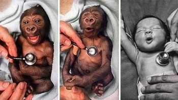 Bayi gorila yang baru lahir dan sedang diperiksa menggunakan stetoskop. Foto: Reddit via Bored Panda