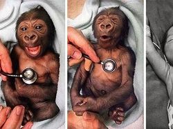 Tahan Senyum! 15 Foto Bayi Hewan yang Menggemaskan