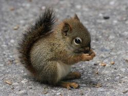 Tahan Senyum! 15 Foto Bayi Hewan yang Menggemaskan