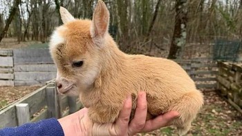 Lucu banget sih, bayi kambing ini. Foto: Banana_language via Bored Panda