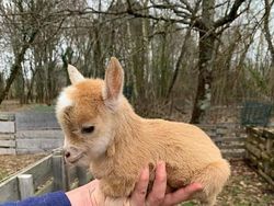 Tahan Senyum! 15 Foto Bayi Hewan yang Menggemaskan