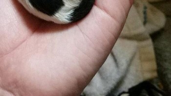 Potret bayi anjing yang muat di satu telapak tangan. Foto: amypeeeee via Bored Panda