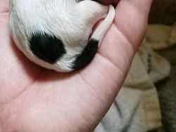 Tahan Senyum! 15 Foto Bayi Hewan yang Menggemaskan