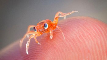 Wah, kalau ini versi bayi dari Mr. Krab nih. Foto: chrisbrayphotography via Bored Panda