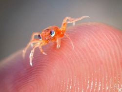 Tahan Senyum! 15 Foto Bayi Hewan yang Menggemaskan