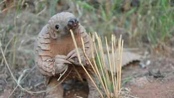 Bayi trenggiling yang seakan sedang berusaha memberitahumu sebuah rahasia. Foto: KermitTheSnail via Bored Panda