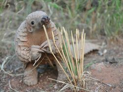 Tahan Senyum! 15 Foto Bayi Hewan yang Menggemaskan