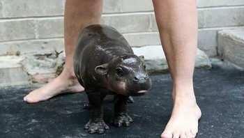 Aww, lucu banget ya melihat bayi kudanil ini. Foto: Reddit via Bored Panda