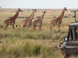 Afrika Terbelah Dua, Samudra Baru Bakal Muncul di Tengah Benua