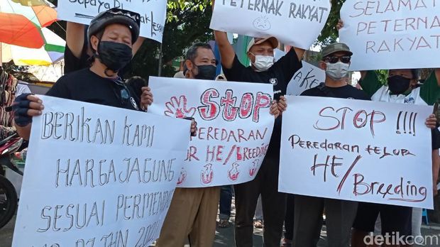 demo peternak ayam petelur