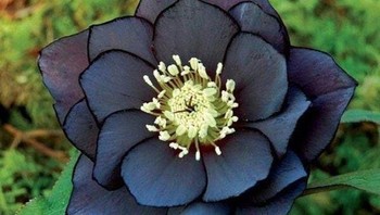 Bunga Hellebore Hitam Foto: Reddit via Brightside
