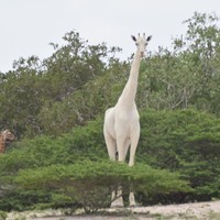 Foto keajaiban alam