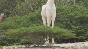 Jerapah albino. Foto: Reddit via Brightside