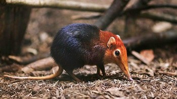 Celurut gajah, atau celurut lompat, adalah mamalia insektivora kecil asli Afrika. Dengan moncongnya yang panjang menangkap serangga. Foto: Reddit via Brightside